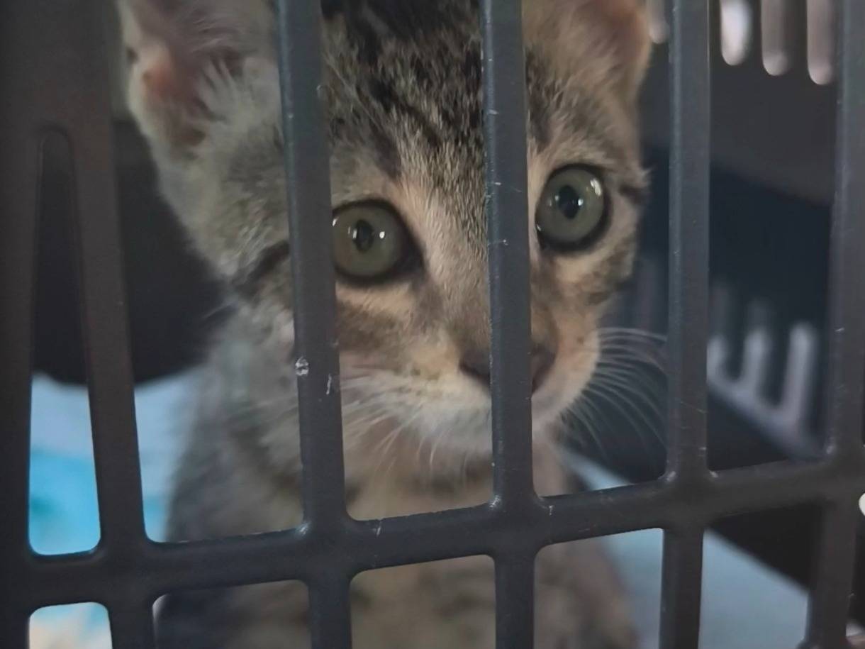Adotta un gatto, maschio, 2 mesi, Bari