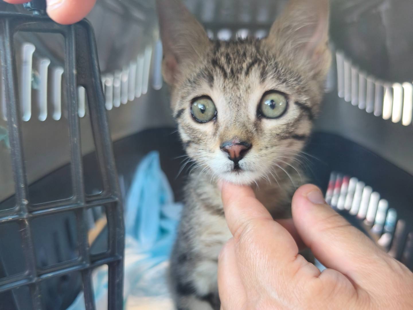Adozione gatto, maschio, Razza sconosciuta Razza sconosciuta, 2 mesi, taglia non valida, Bari