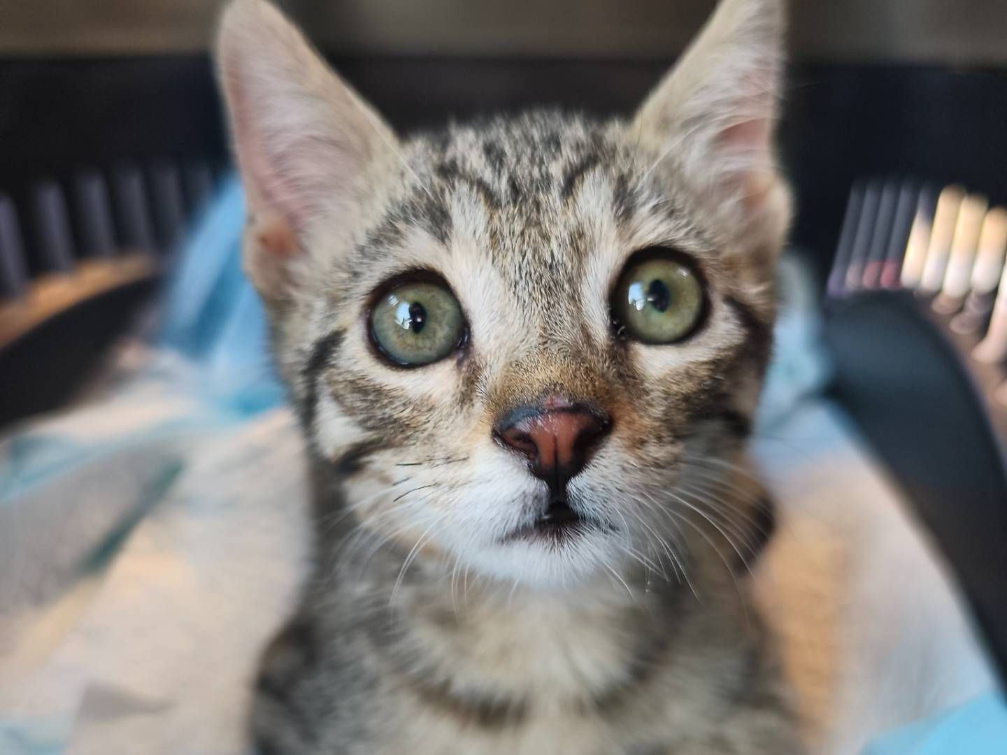 Adotta un gatto, taglia non valida, maschio, Bari
