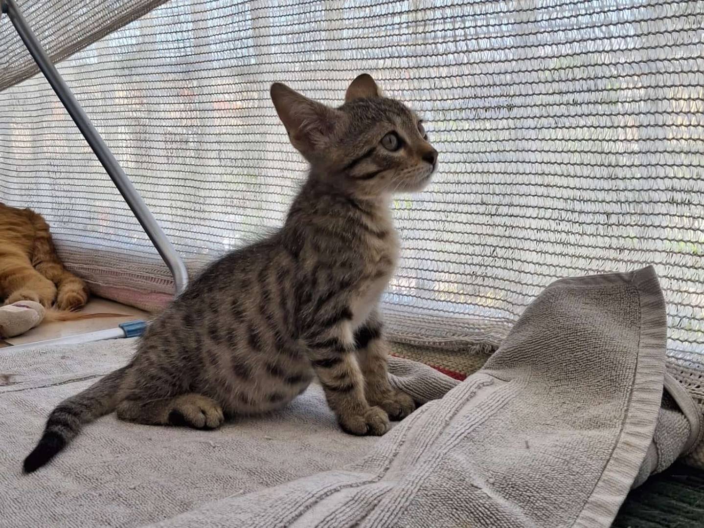 Vuoi adottare un gatto a Bari?