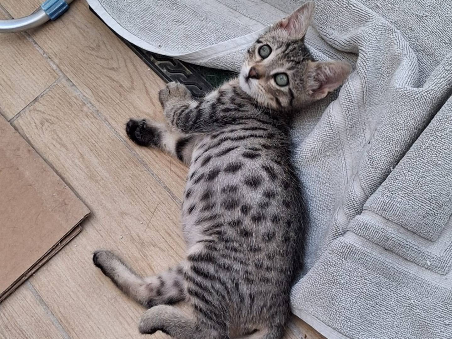 Adotta il gatto Giulius  a Bari
