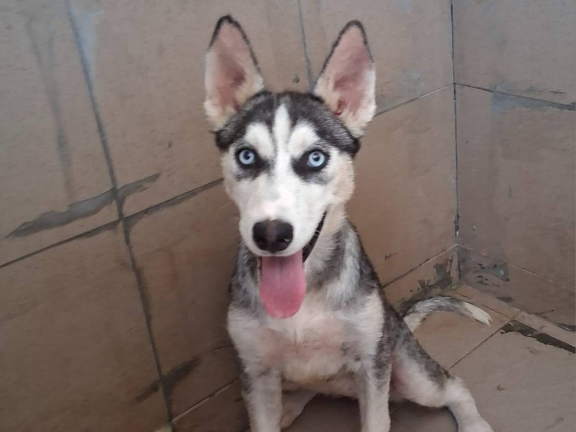 Adozione cane, femmina, Siberian Husky Razza sconosciuta, 2 mesi, taglia piccola, Taranto