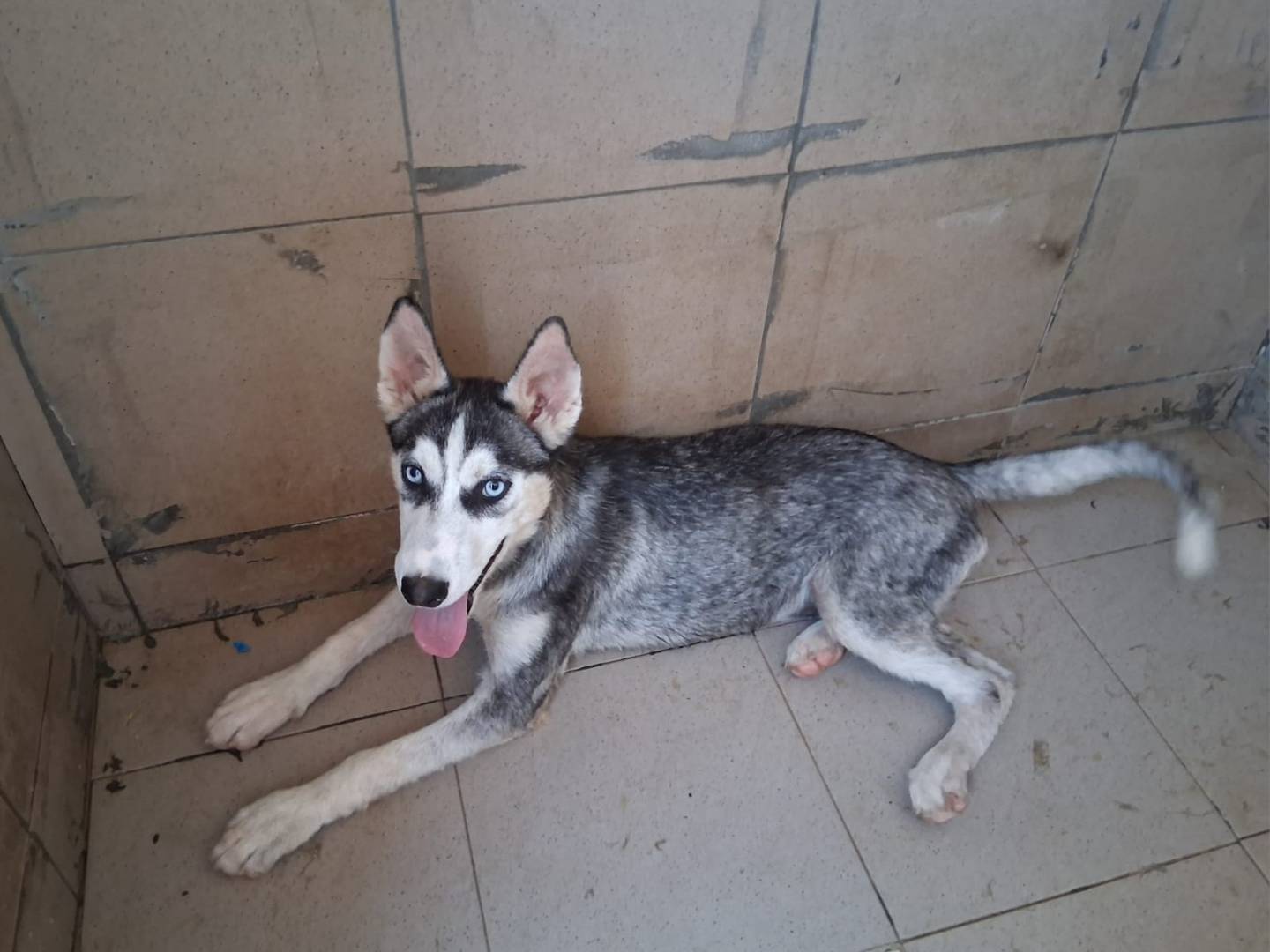 Adotta un cane, femmina, 2 mesi, Taranto