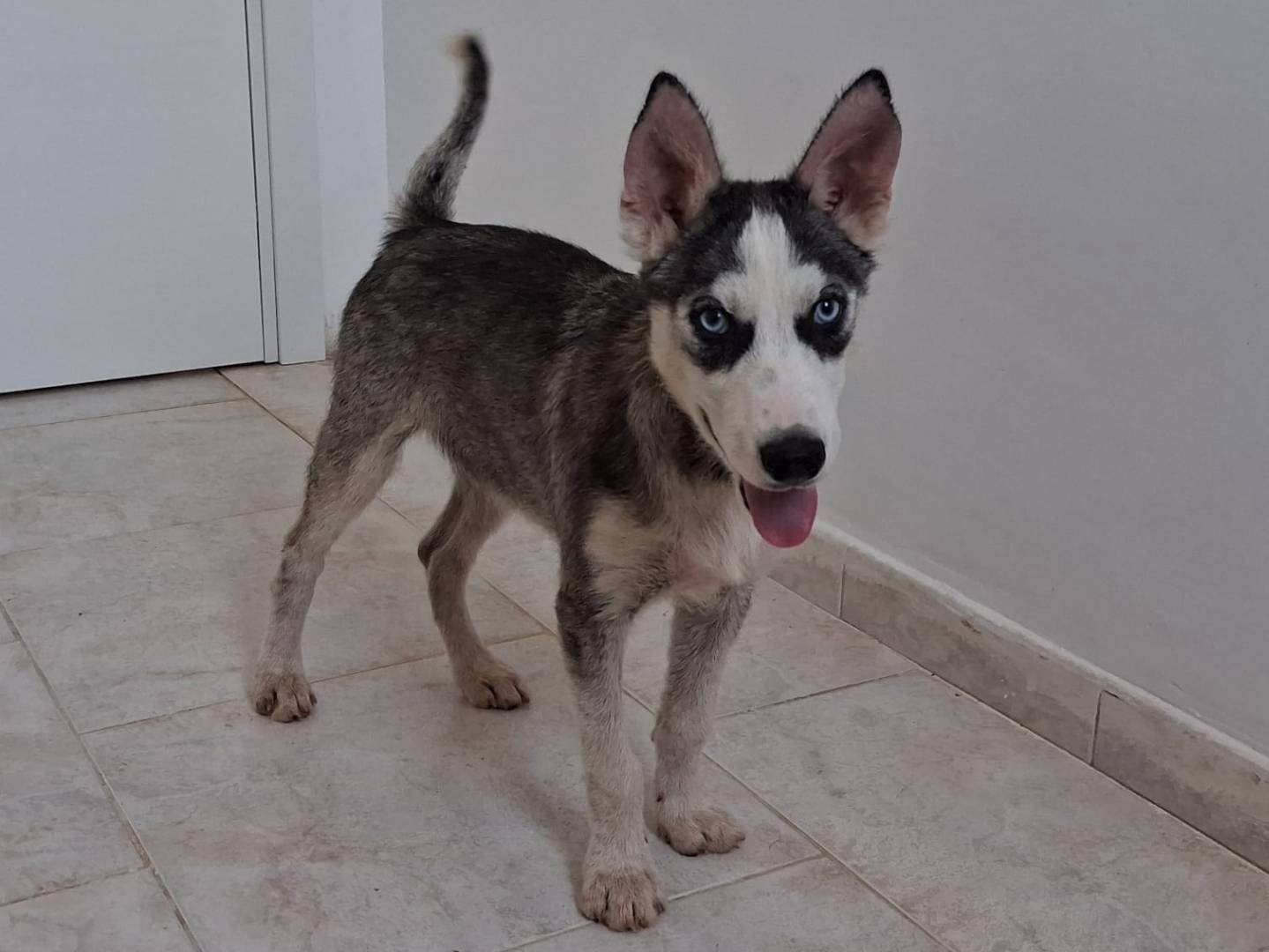 Adozione cane, maschio, Siberian Husky Razza sconosciuta, 2 mesi, taglia media contenuta, Taranto