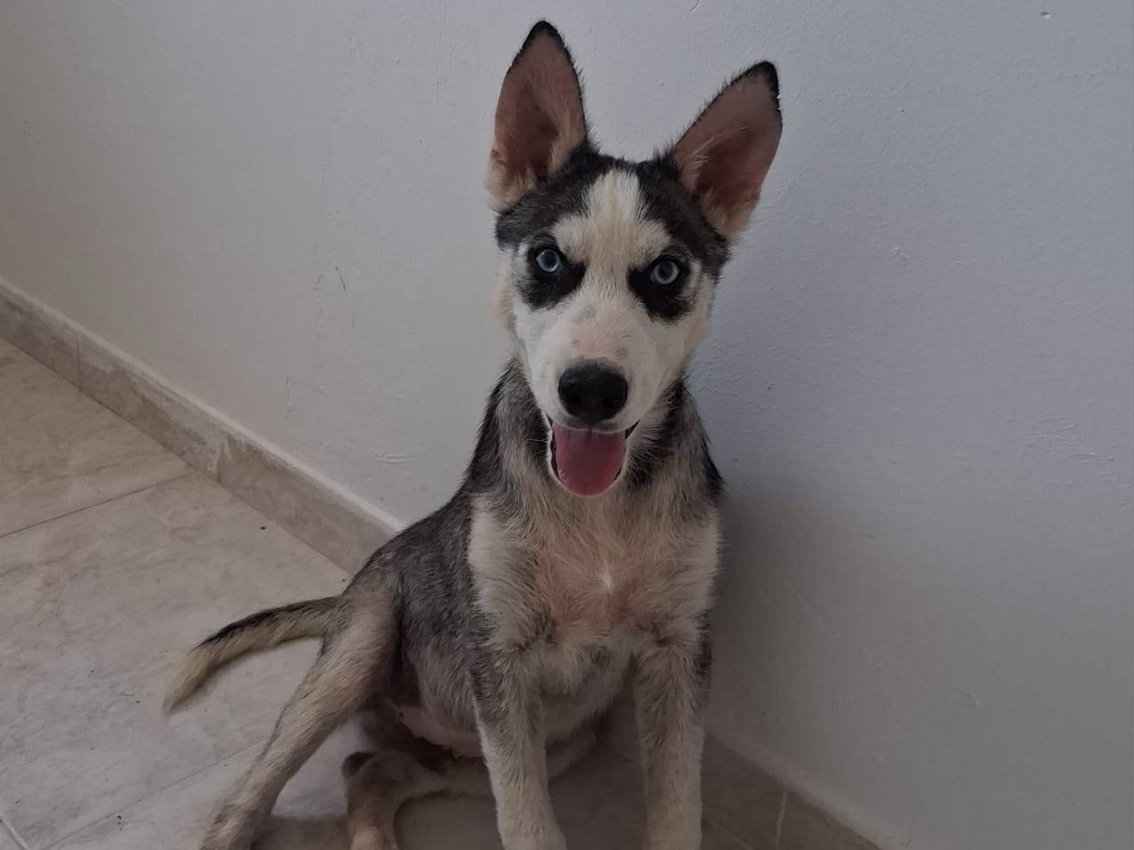Adotta un cane, maschio, 2 mesi, Taranto