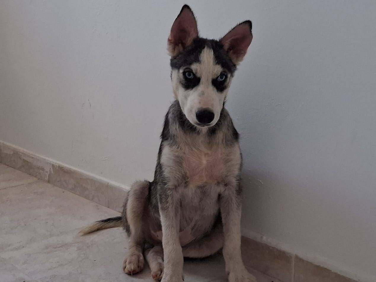 Adotta un cane, taglia media contenuta, maschio, Taranto