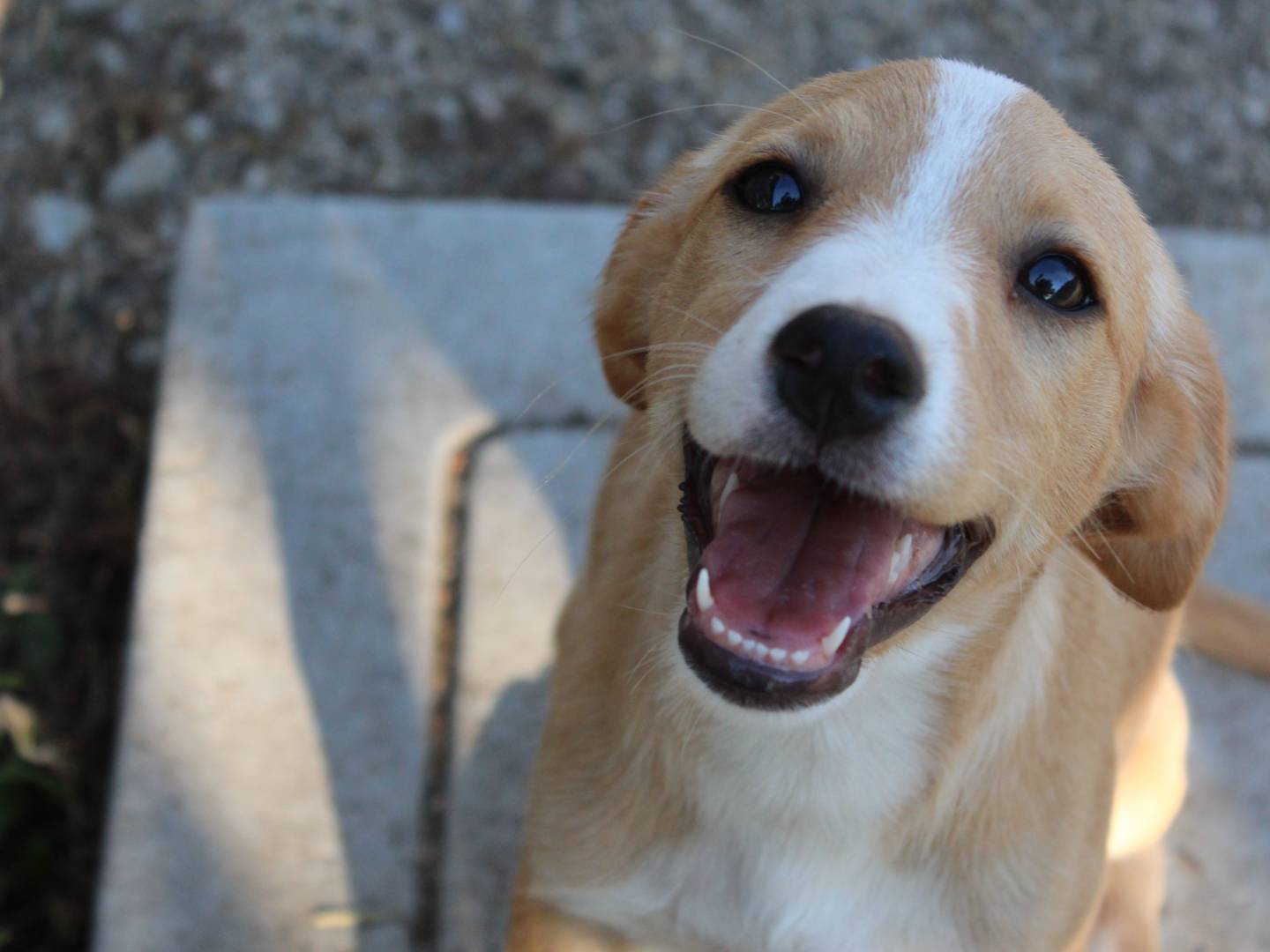 Adozione cane, femmina, Razza sconosciuta Razza sconosciuta, 3 mesi, taglia media contenuta, Frosinone