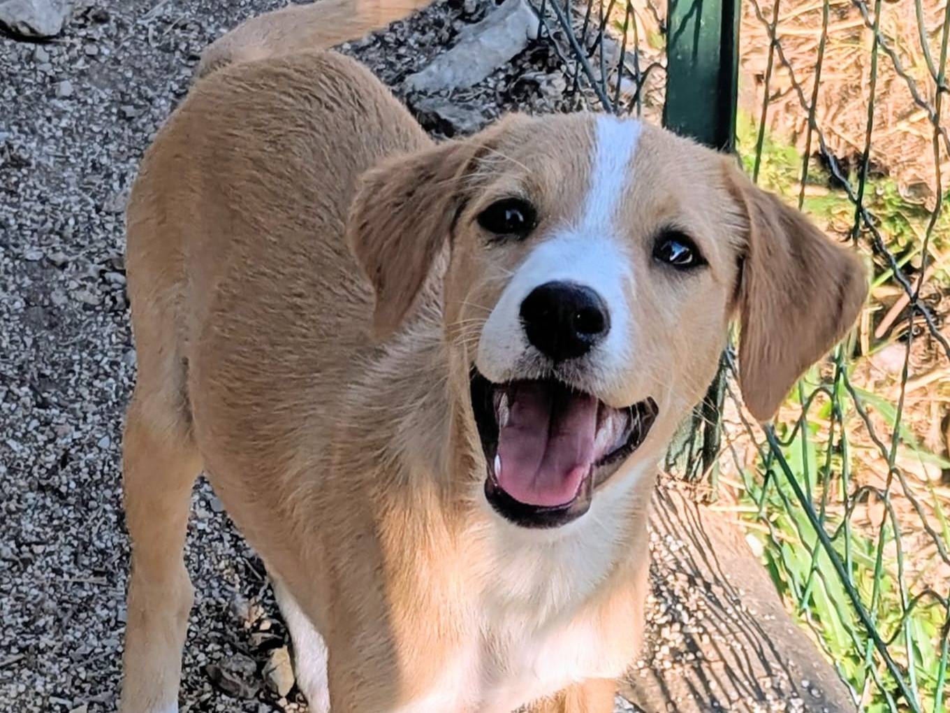 Adotta un cane, femmina, 3 mesi, Frosinone