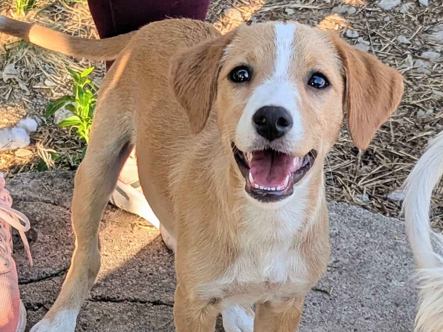 Adotta un cane, taglia media contenuta, femmina, Frosinone
