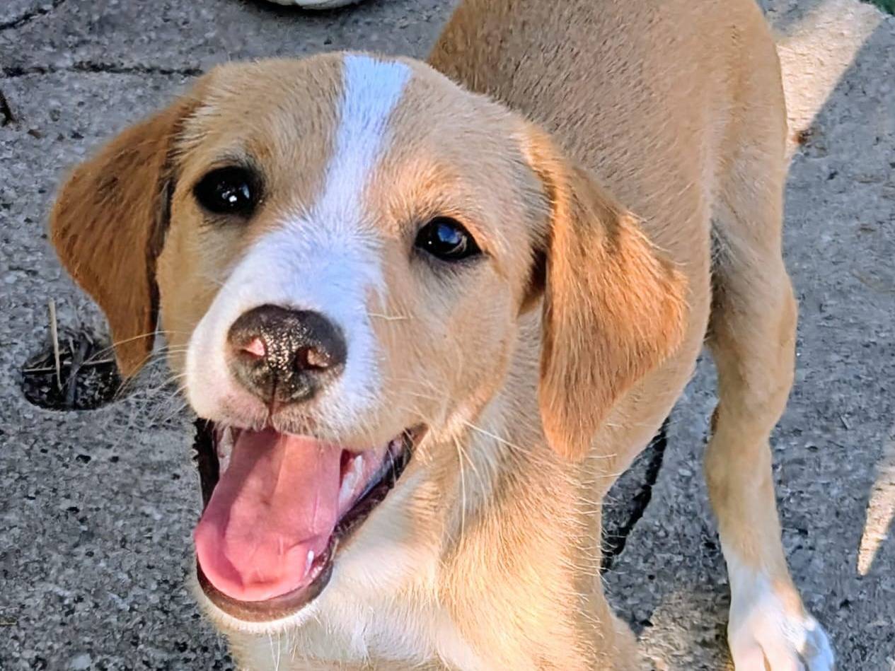 Vuoi adottare un cane a Frosinone?