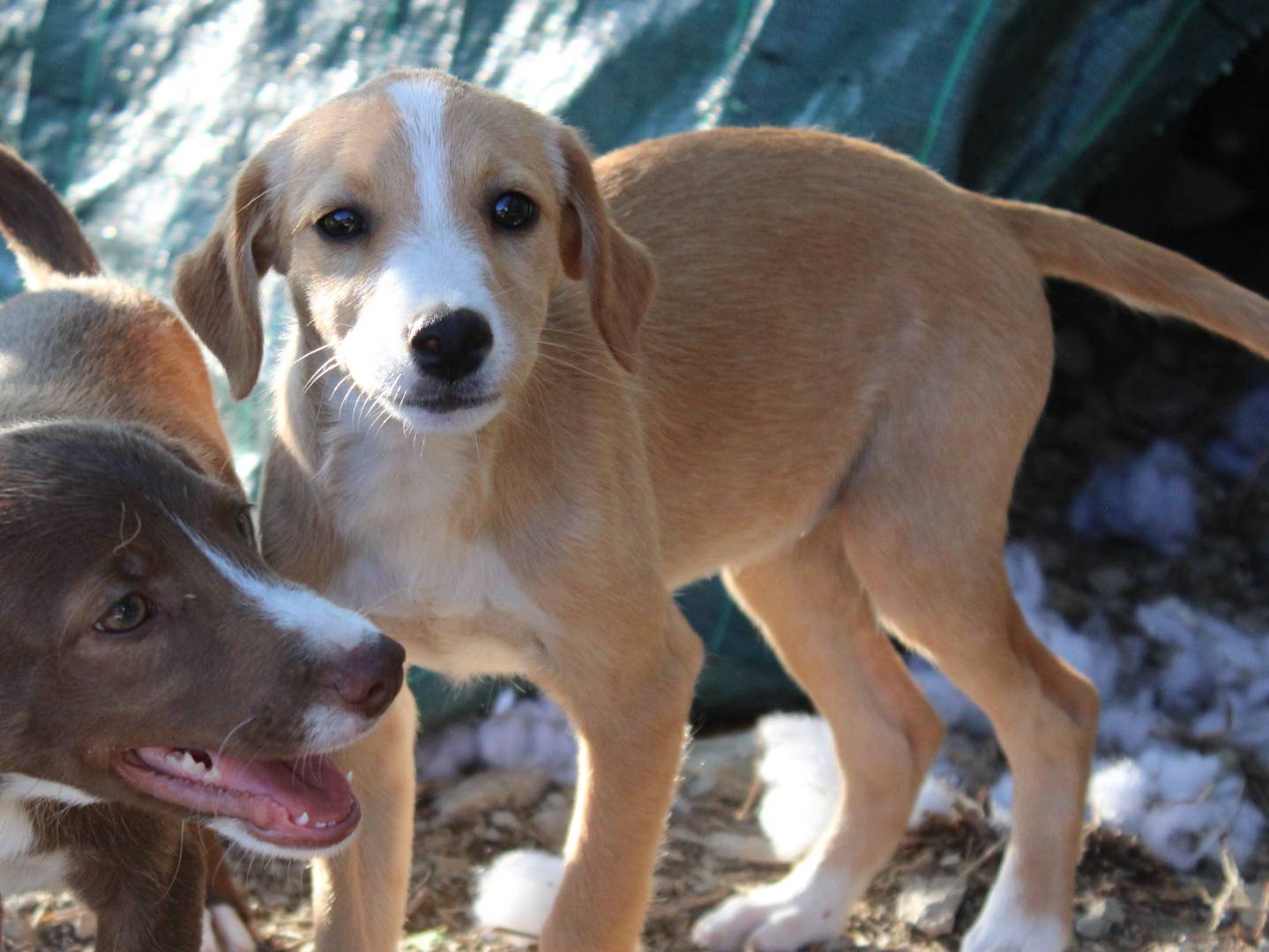 Adotta il cane Dolly a Frosinone