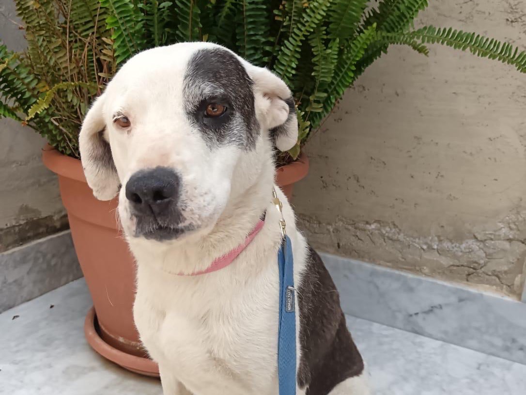 Adozione cane, femmina, Razza sconosciuta Razza sconosciuta, 3 anni e 3 mesi, taglia media, Ferrara