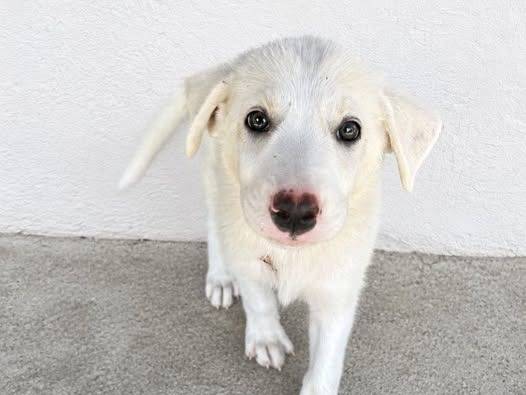Adozione cane, femmina, Razza sconosciuta Razza sconosciuta, 3 mesi, taglia media, Crotone