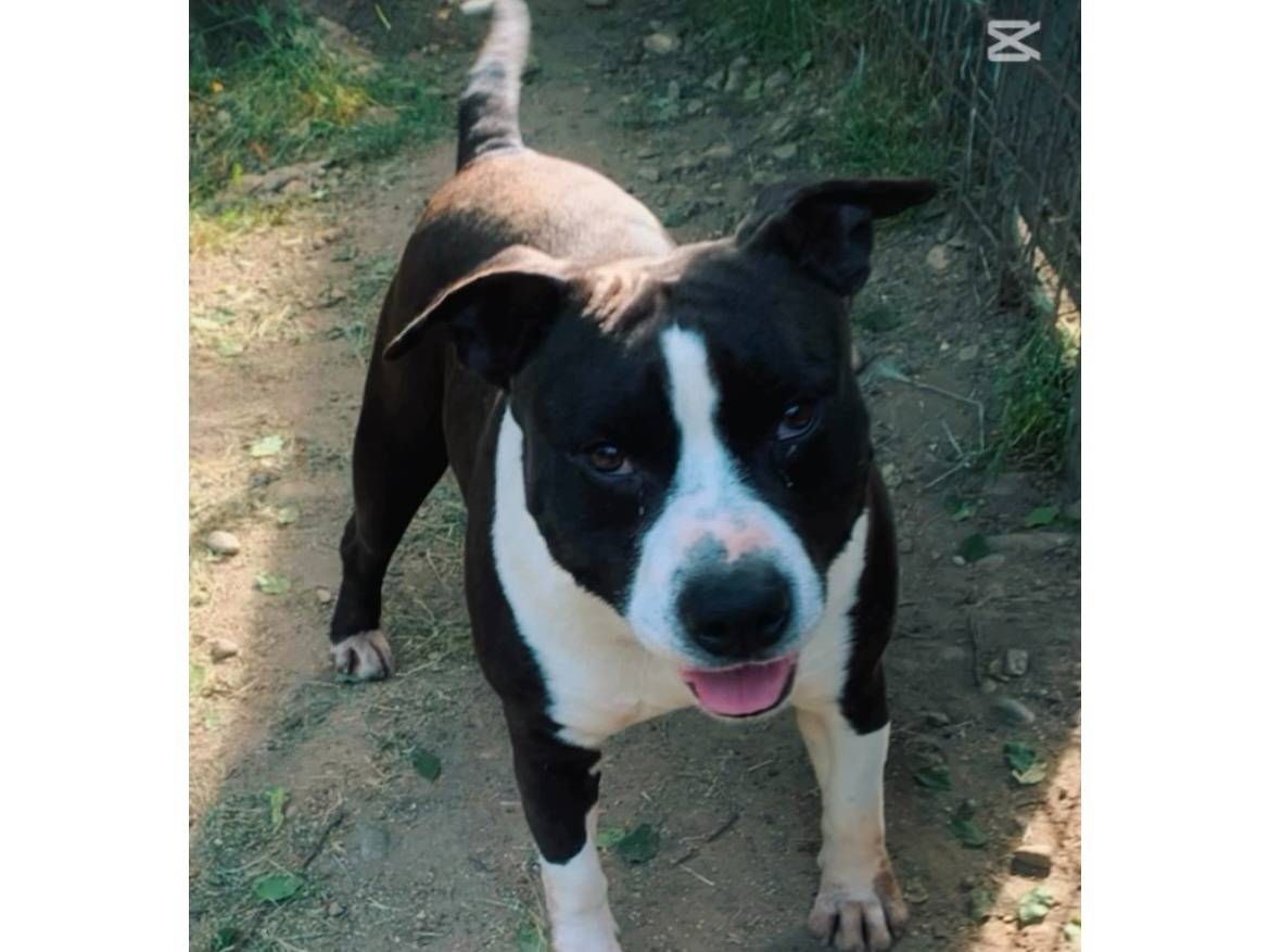 Adotta un cane, maschio, 8 anni e 11 mesi, Novara