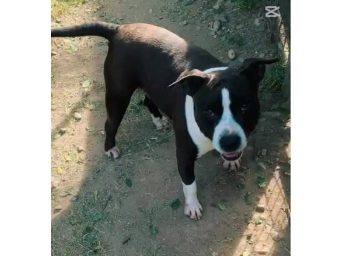 Adotta un cane, taglia media, maschio, Novara