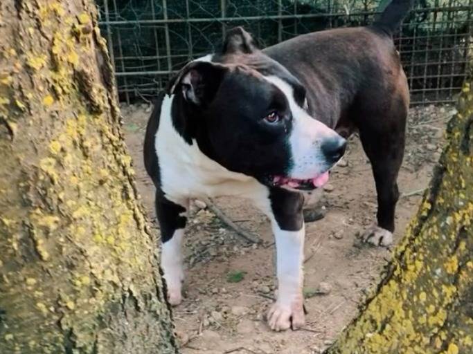 Adozione cane, maschio, Staffordshire Bull terrier Razza sconosciuta, 8 anni e 11 mesi, taglia media, Novara