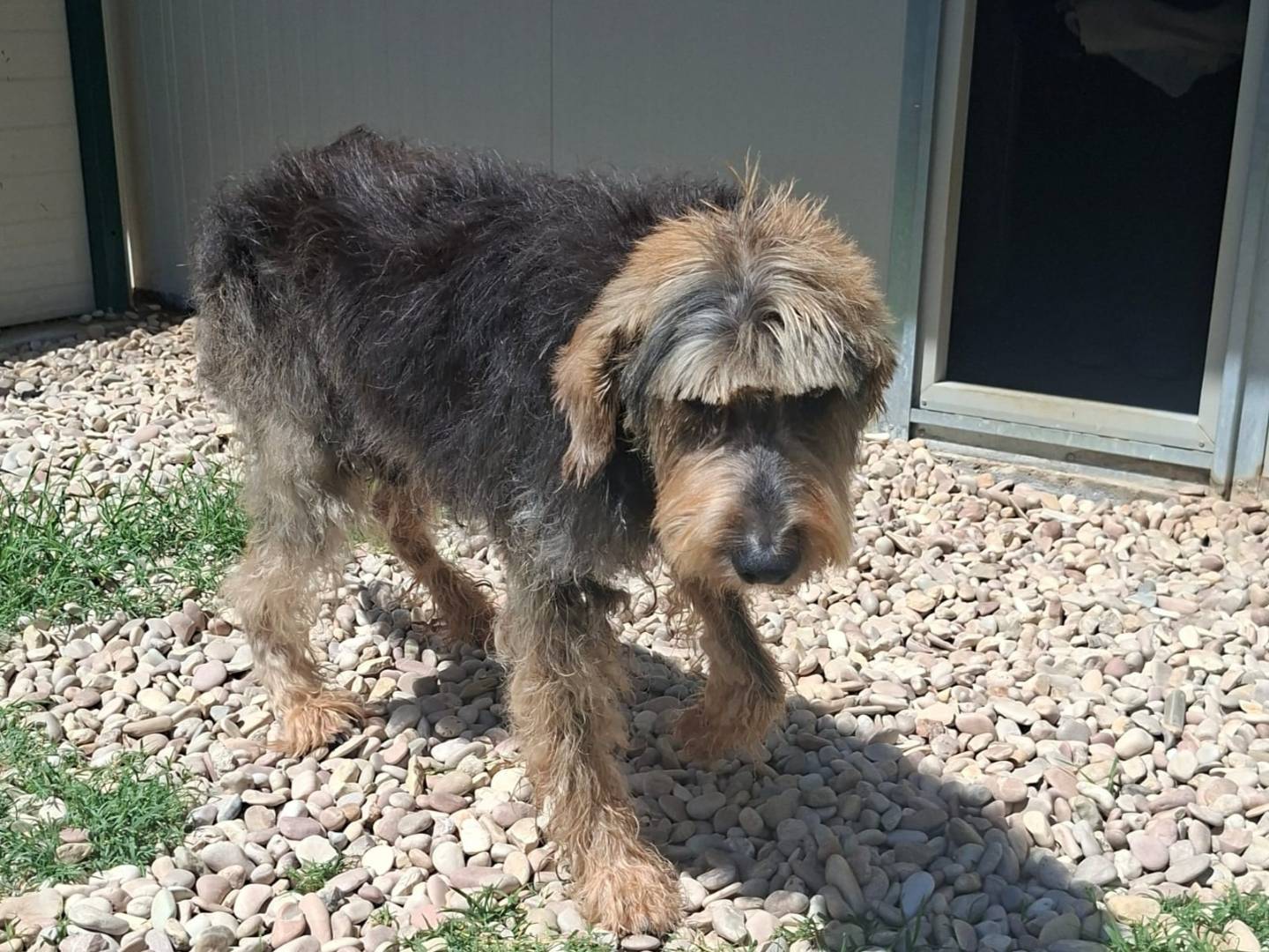 Adotta un cane, taglia media, maschio, Terni
