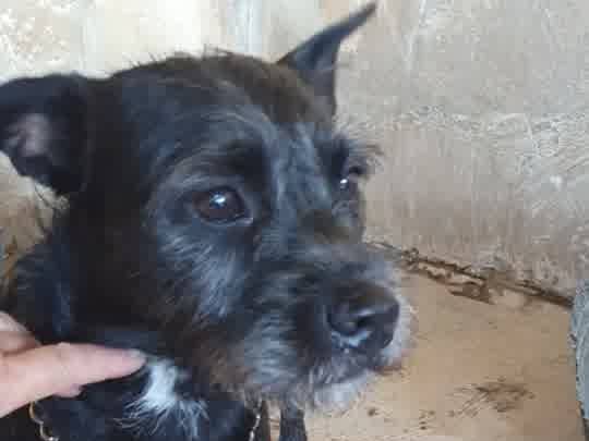 Adozione cane, femmina, Fox Terrier a pelo ruvido Razza sconosciuta, 9 mesi, taglia piccola, Padova