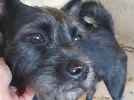 Adotta un cane, femmina, 9 mesi, Padova