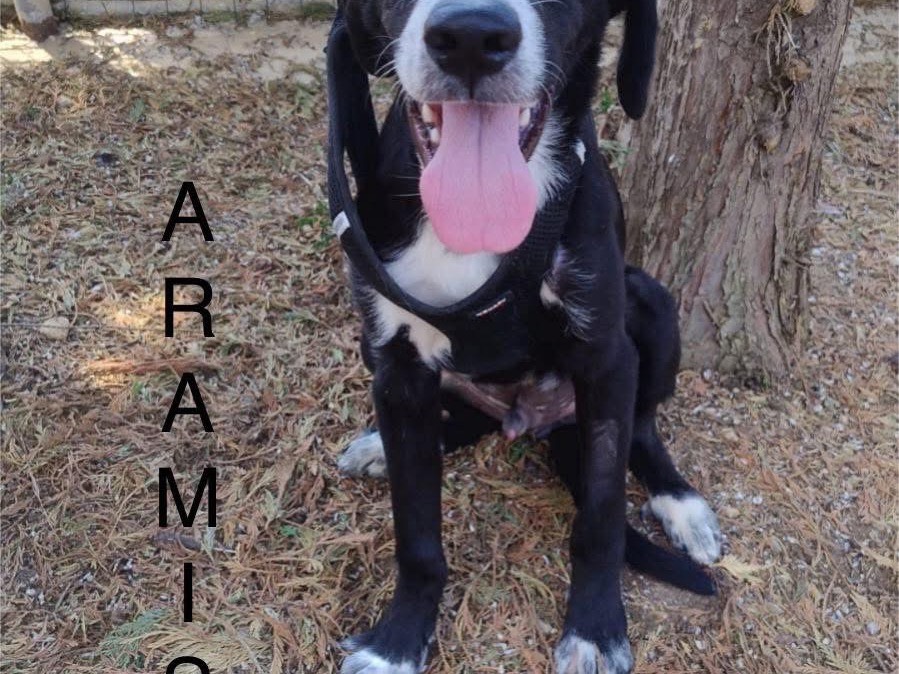 Foto 3 dell'animale