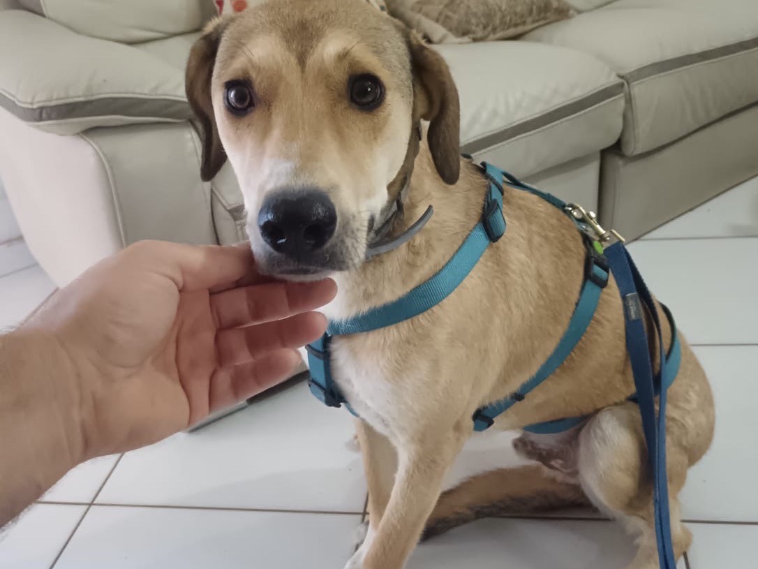 Adozione cane, maschio, Razza sconosciuta Razza sconosciuta, 2 anni, taglia media, Ferrara