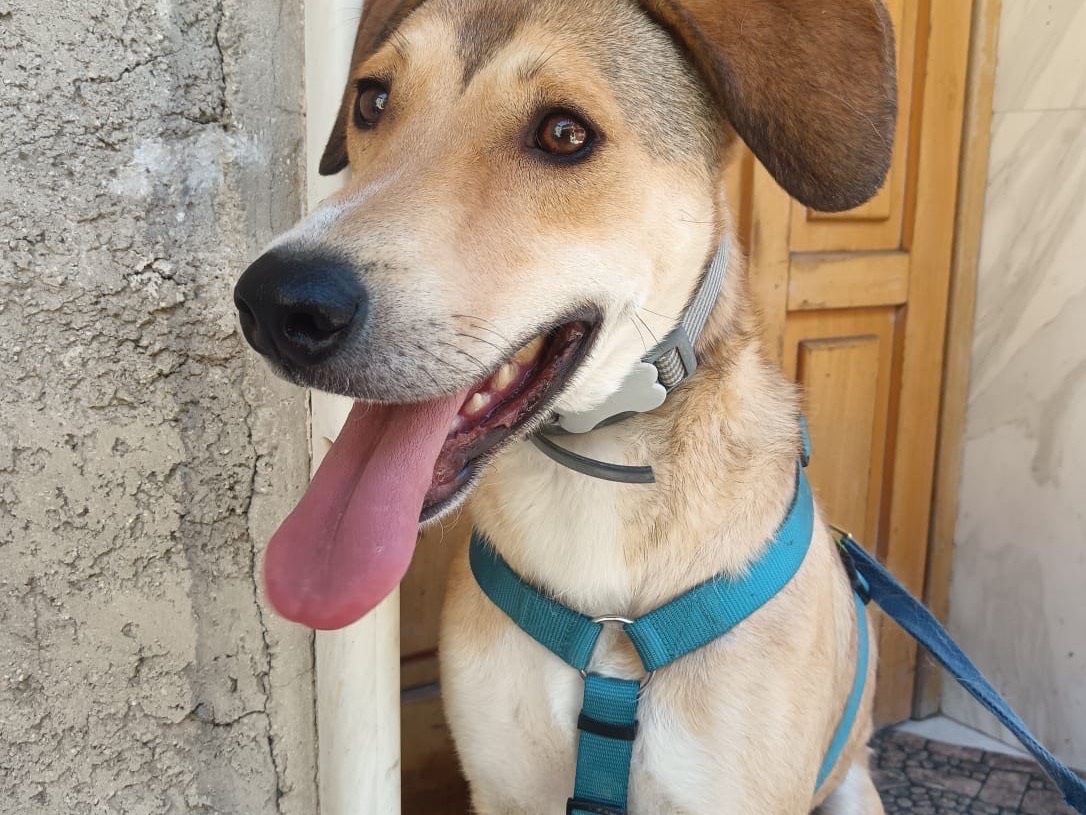 Adotta un cane, maschio, 2 anni, Ferrara