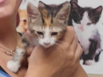 Adozione gatto, femmina, Razza sconosciuta Razza sconosciuta, 2 mesi, taglia non valida, Ravenna