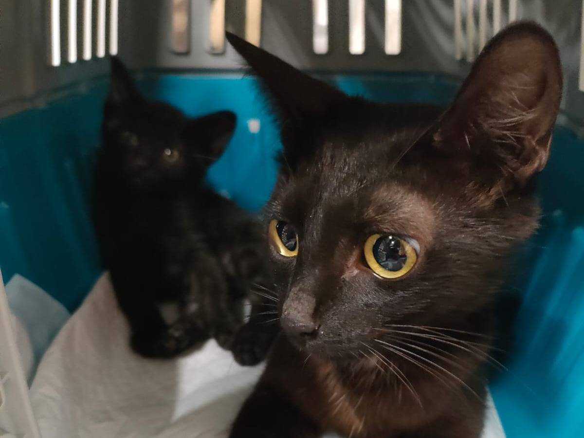 Adozione gatto, femmina, Razza sconosciuta Razza sconosciuta, 2 anni e 2 mesi, taglia non valida, Ravenna