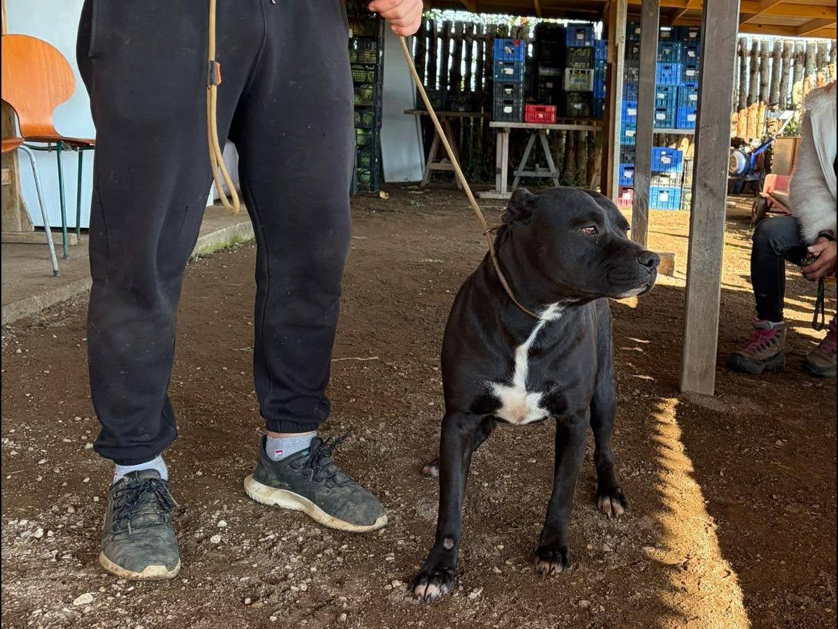 Adozione cane, maschio, Pitbull Razza sconosciuta, 2 anni e 6 mesi, taglia media, Roma