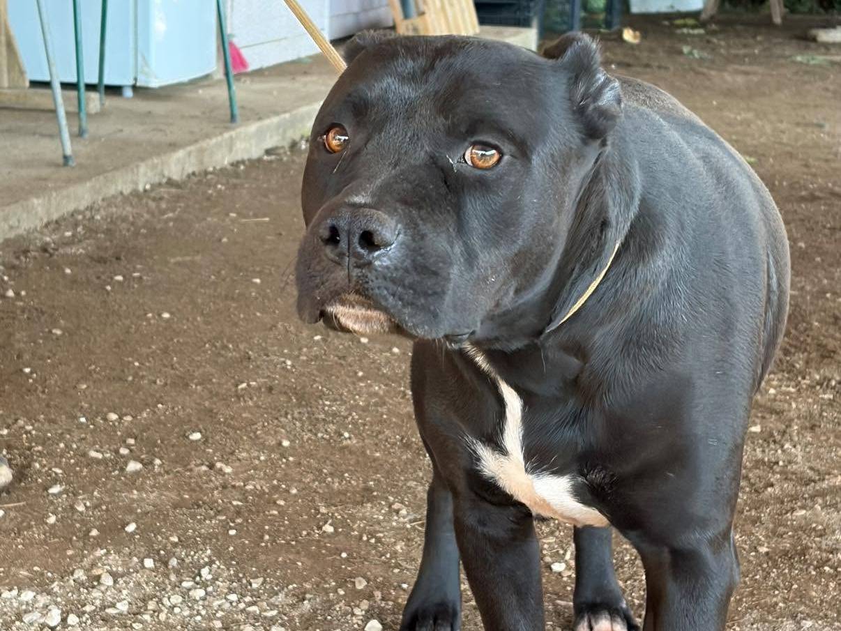 Adotta un cane, maschio, 2 anni e 6 mesi, Roma