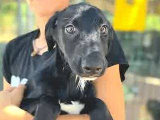 Adozione cane, femmina, Segugio Razza sconosciuta, 4 mesi, taglia media contenuta, Padova