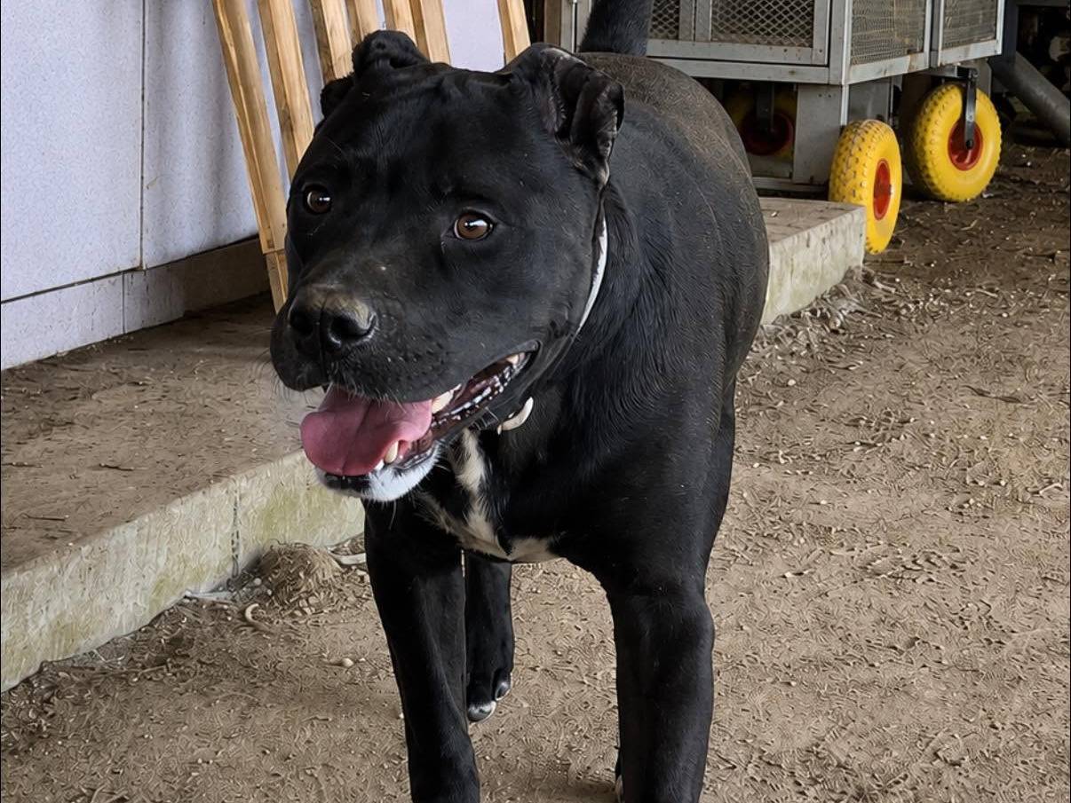 Adotta un cane, taglia media, maschio, Roma