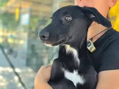 Adotta un cane, femmina, 4 mesi, Padova