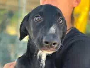 Adotta un cane, taglia media contenuta, femmina, Padova
