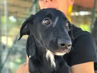 Vuoi adottare un cane a Padova?