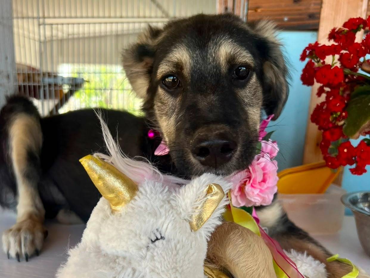 Adozione cane, femmina, Razza sconosciuta Razza sconosciuta, 4 mesi, taglia piccola, Bari