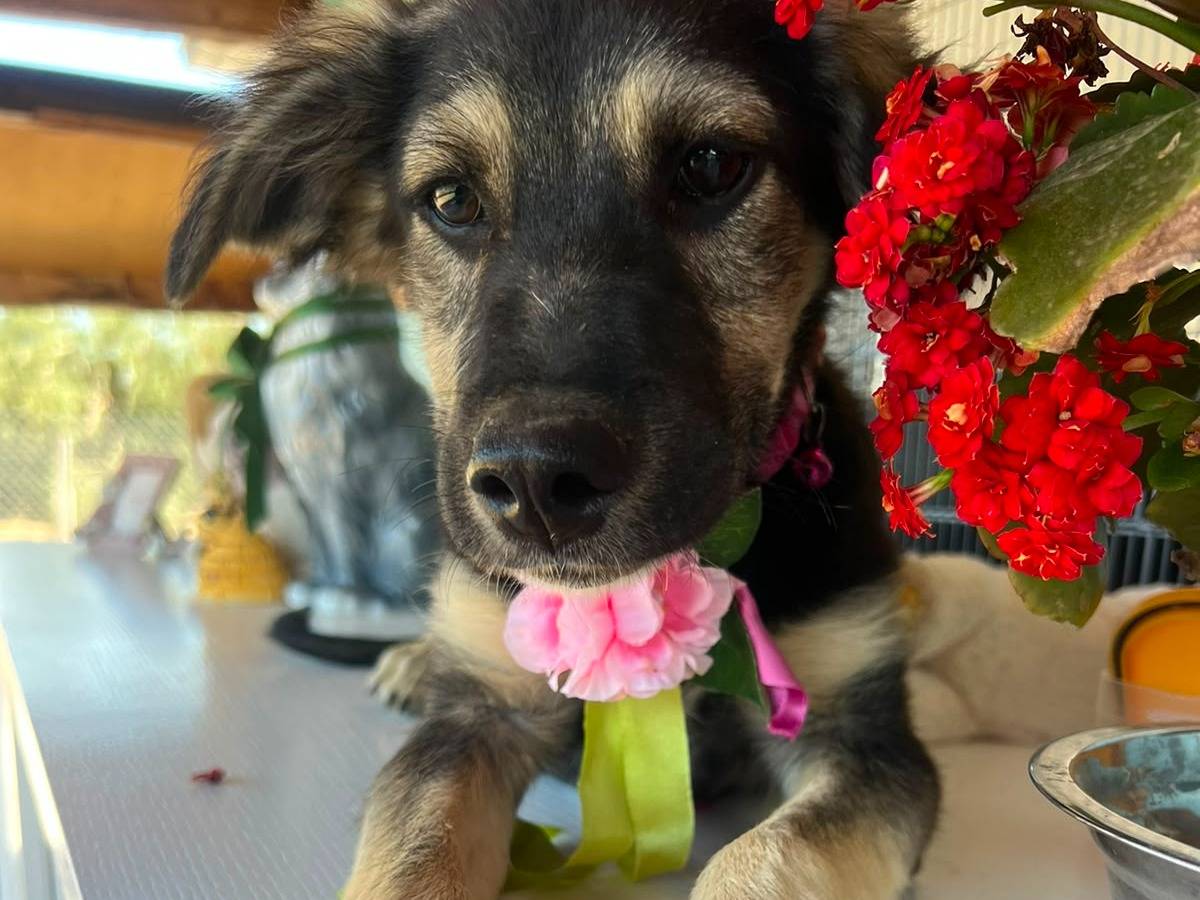 Adotta un cane, femmina, 4 mesi, Bari