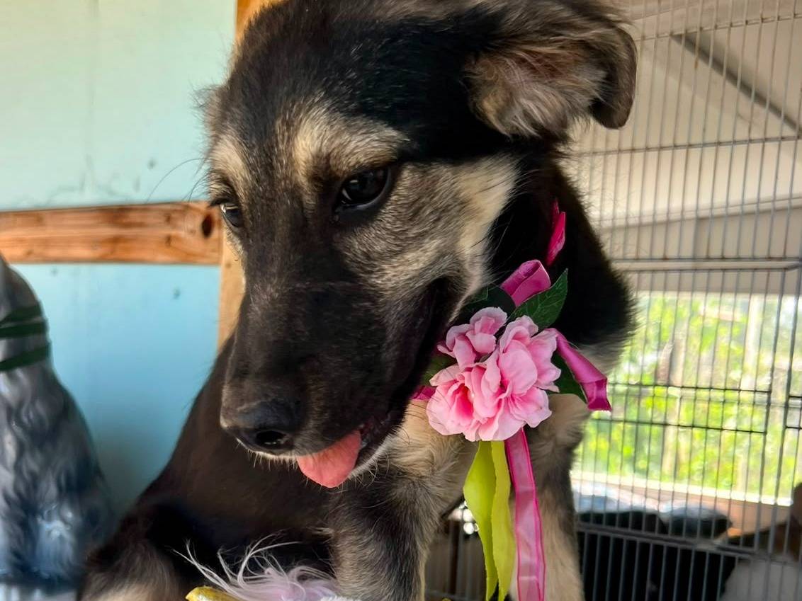 Adotta un cane, taglia piccola, femmina, Bari