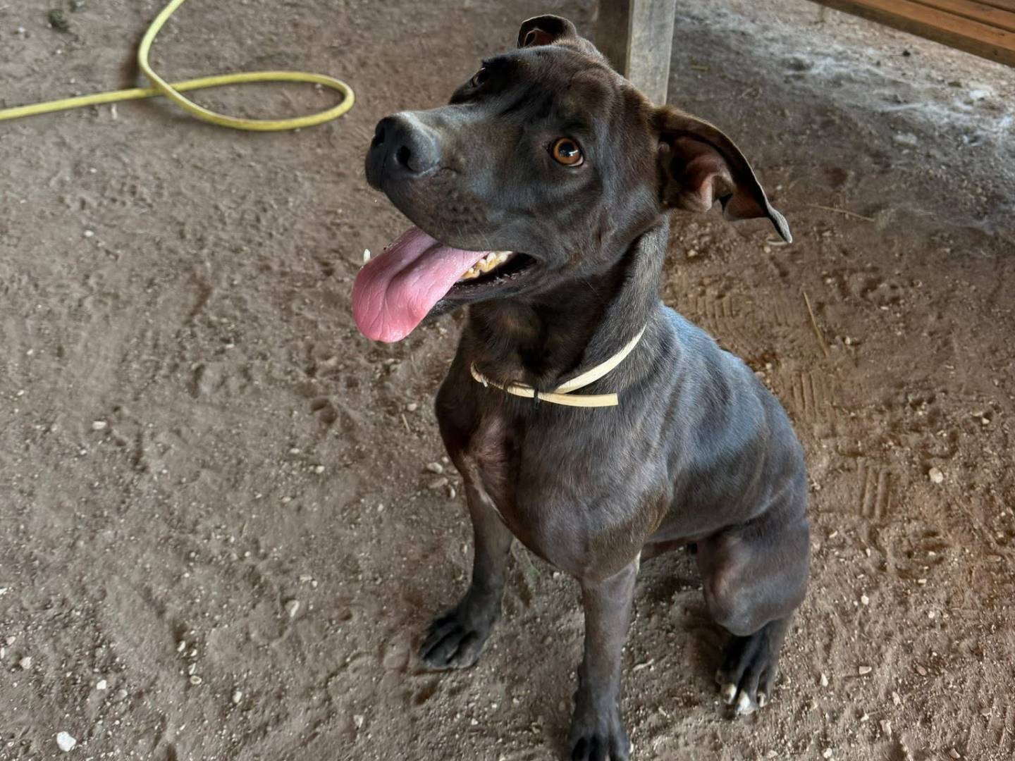 Adozione cane, maschio, Labrador Retriever Pitbull, 1 anno e 1 mese, taglia media, Roma