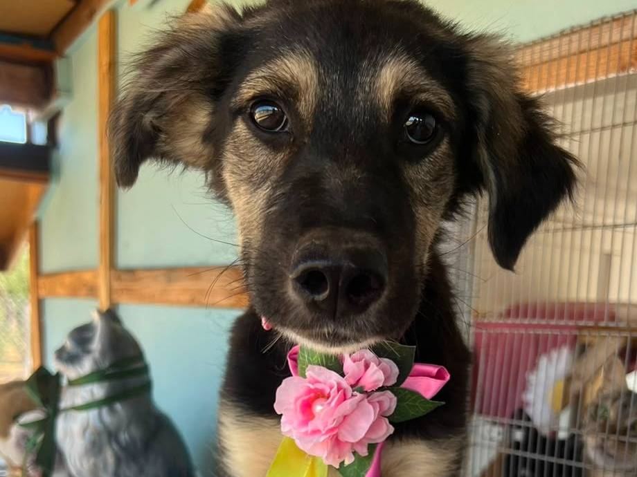 Vuoi adottare un cane a Bari?