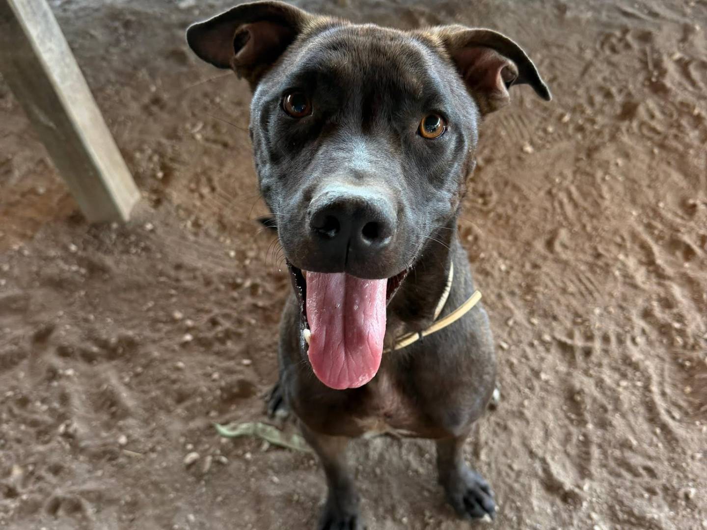 Adotta un cane, maschio, 1 anno e 1 mese, Roma