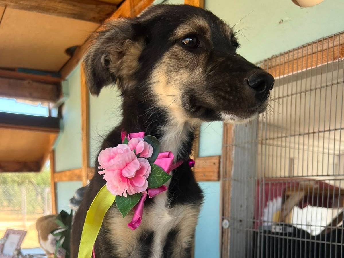 Adotta il cane Arya a Bari