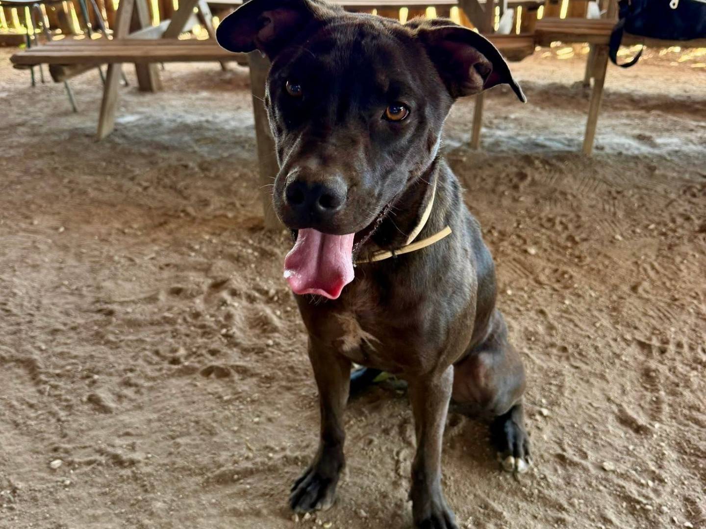 Adotta un cane, taglia media, maschio, Roma