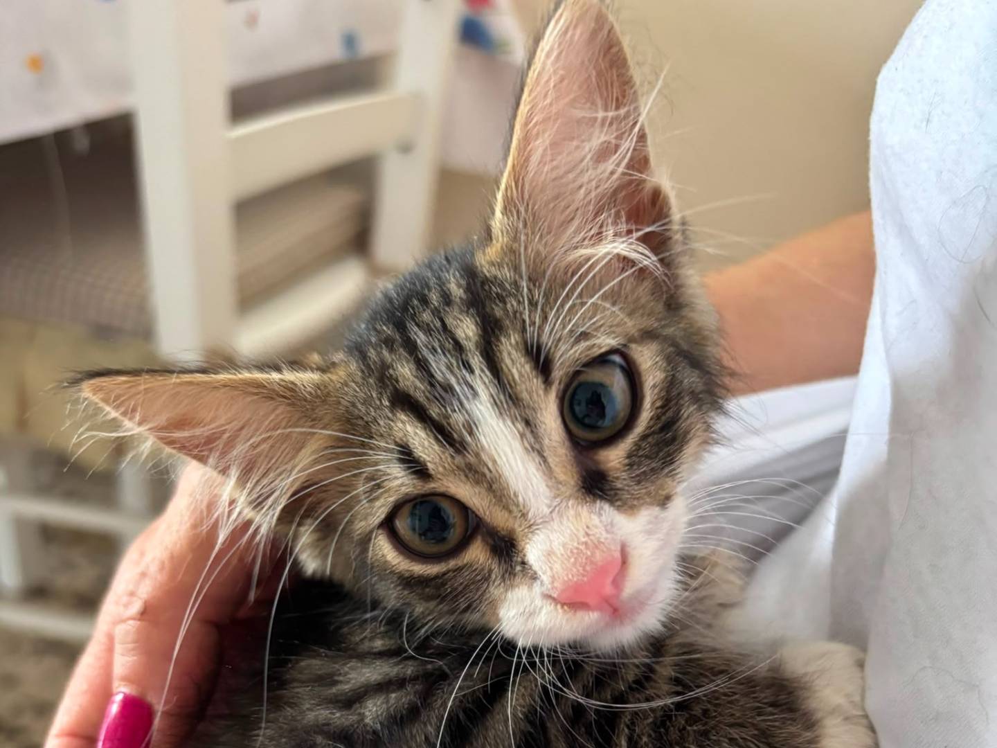 Adozione gatto, maschio, Razza sconosciuta Razza sconosciuta, 2 mesi, taglia non valida, Caserta