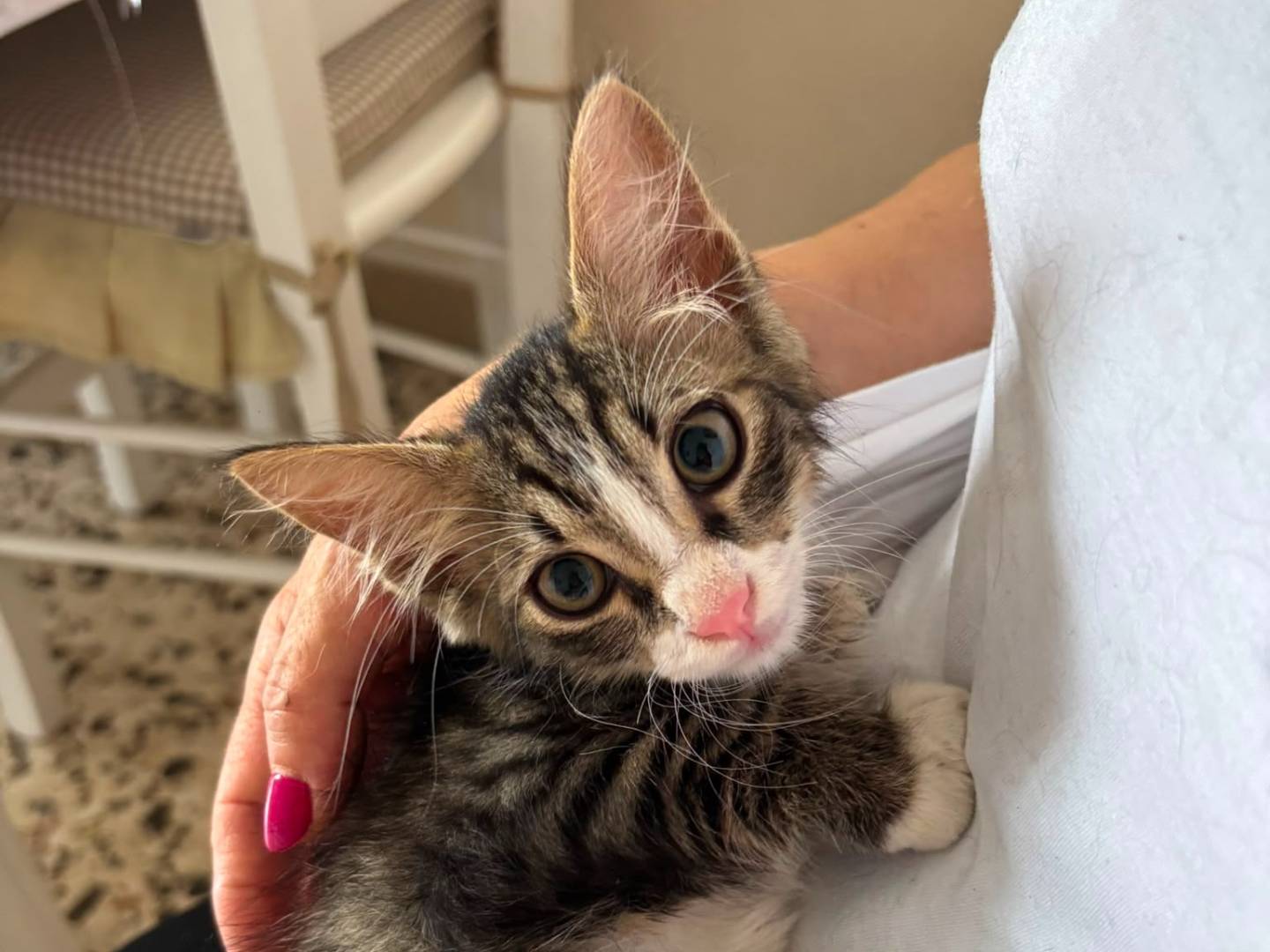 Adotta un gatto, maschio, 2 mesi, Caserta