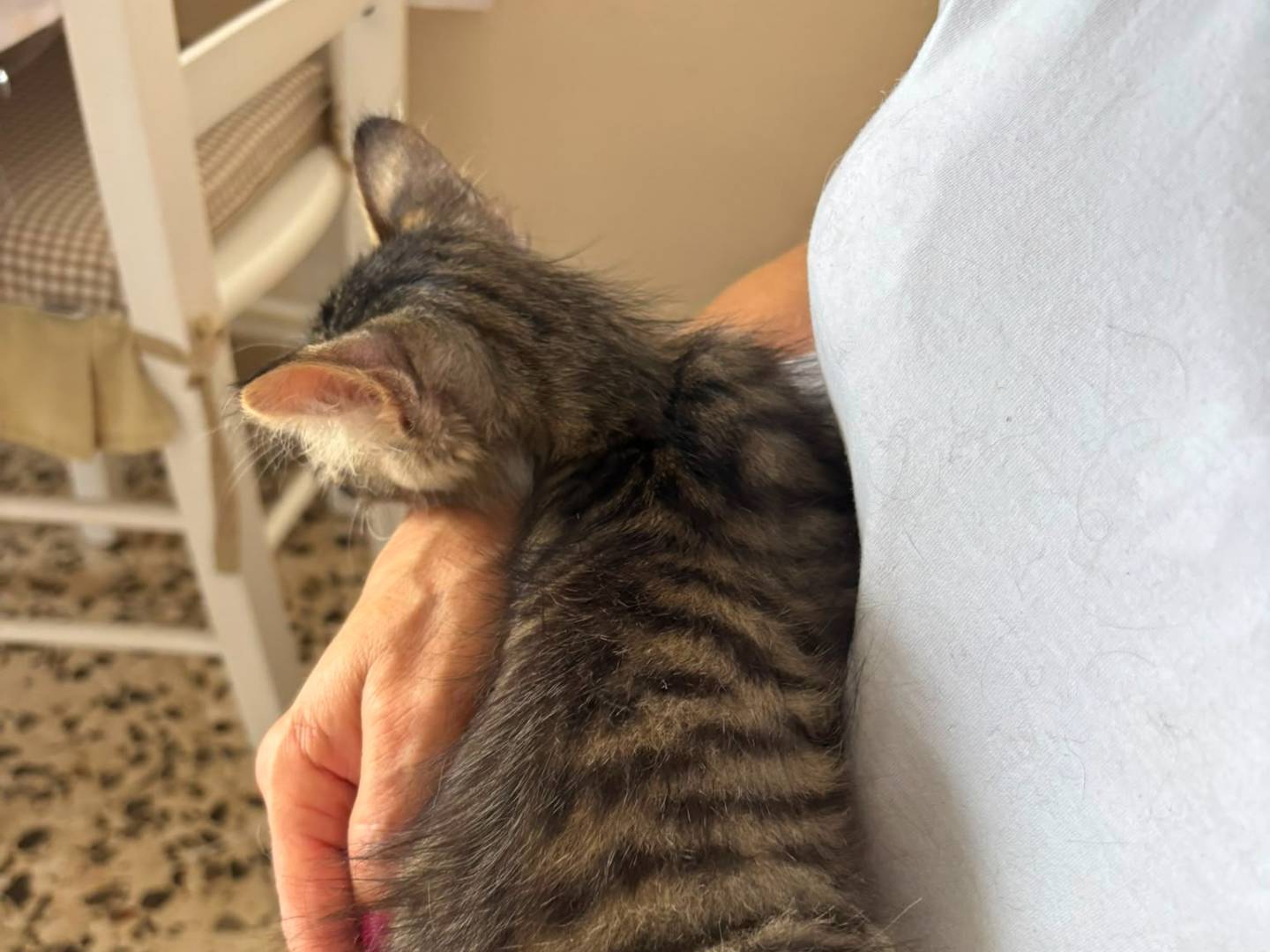 Adotta un gatto, taglia non valida, maschio, Caserta