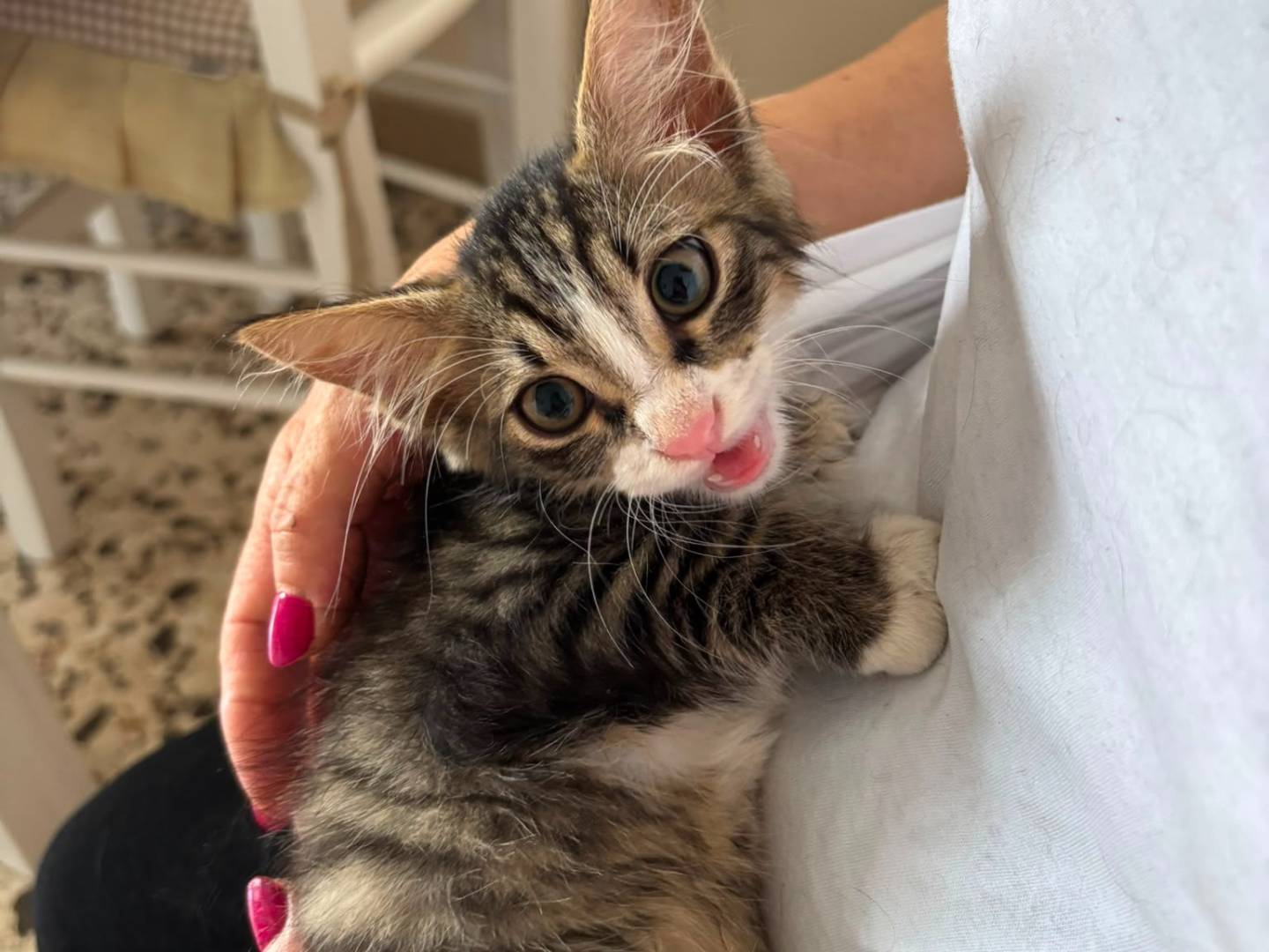 Vuoi adottare un gatto a Caserta?