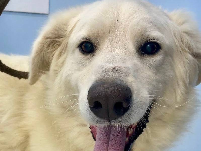 Adotta un cane, maschio, 4 anni e 3 mesi, Roma