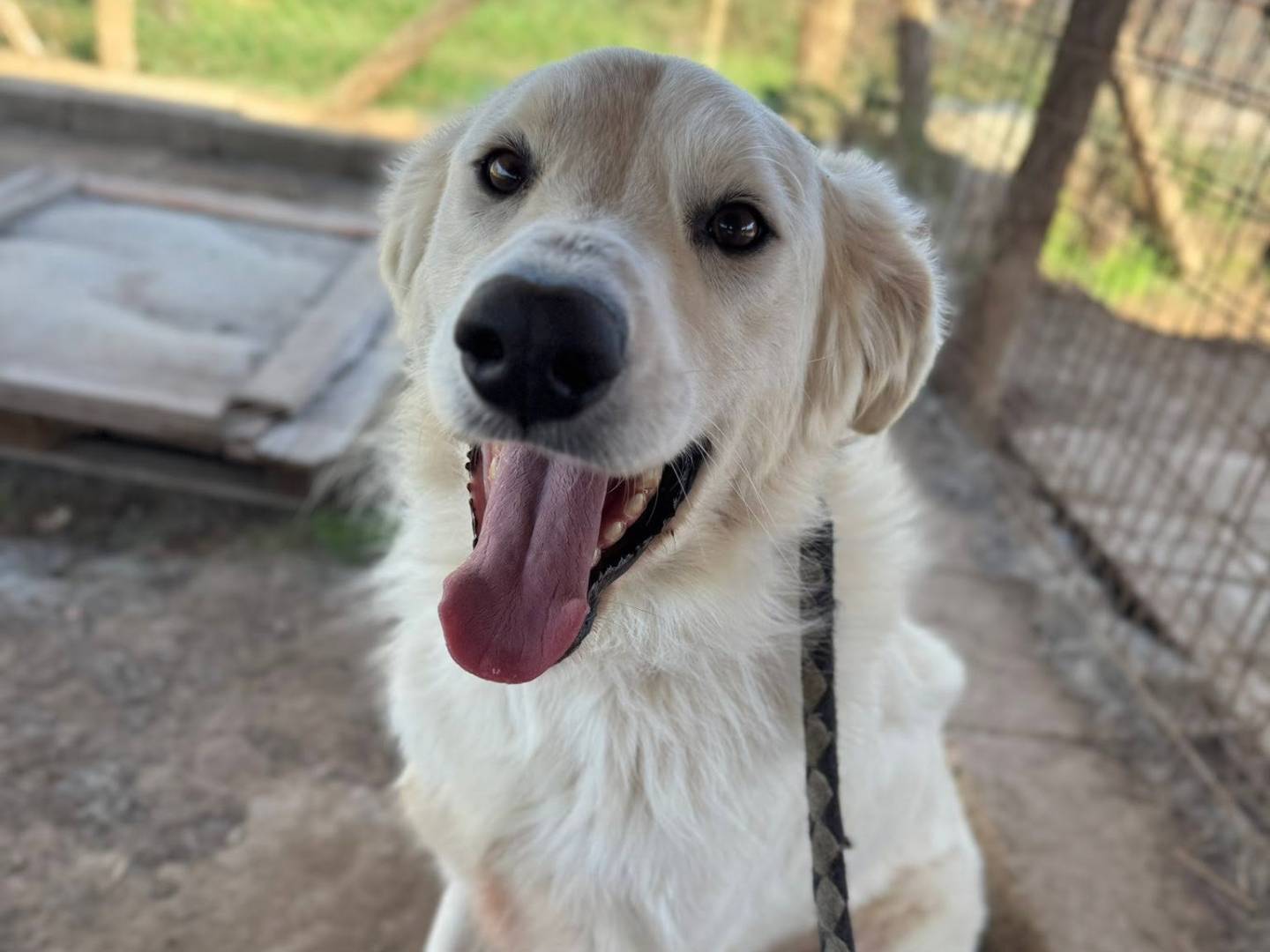 Adozione cane, maschio, Razza sconosciuta Razza sconosciuta, 4 anni e 3 mesi, taglia grande, Roma