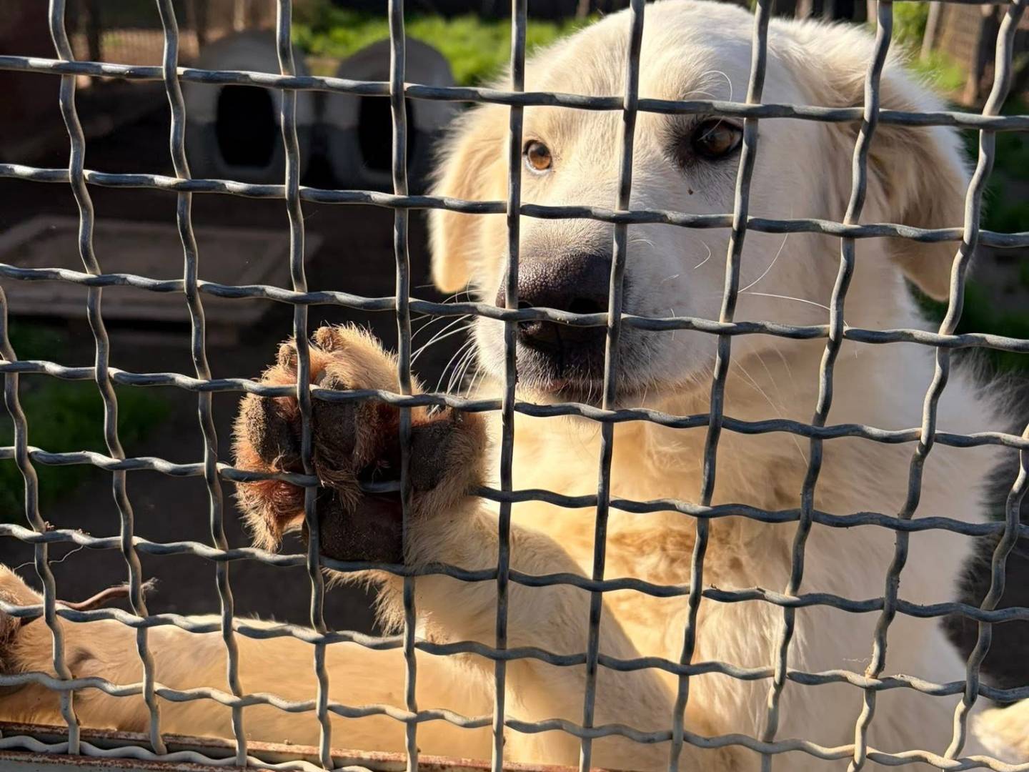 Adotta un cane, taglia grande, maschio, Roma